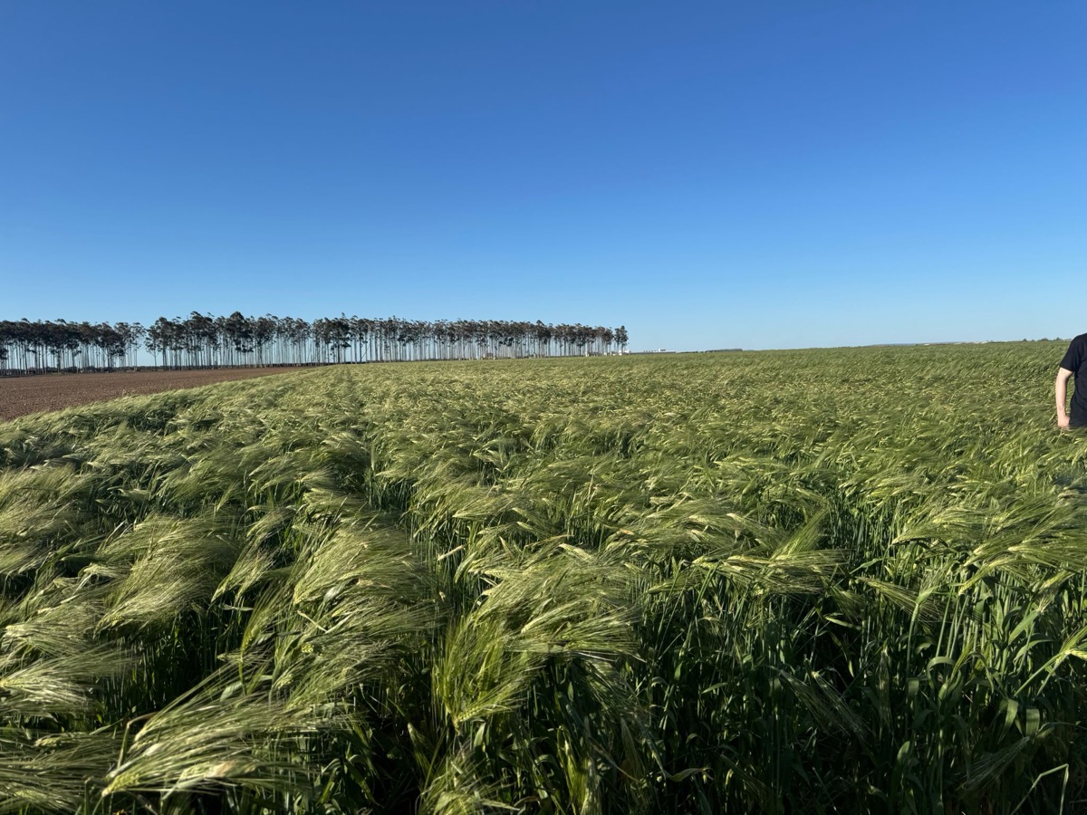 Green barley field under blue sky