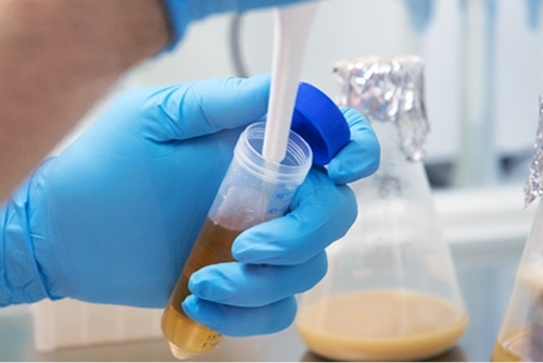 Bluestone Yeast lab sample preparation